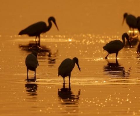Mixed groups of herons feeding in a shallow coastal wetland in Sri Lanka. Photo credits Mr Sudheera Bandara.