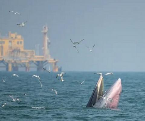 Whales swim near an offshore oil rig. (Shutterstock)