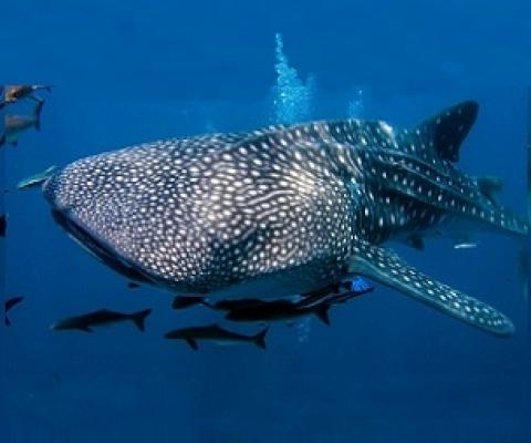 Whale Shark. Credit - Shutterstock