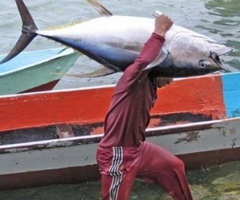 Artisanal fisherman unloads a catch of tuna, Papua, Indonesia (David Sundah / CC BY NC 2.0)