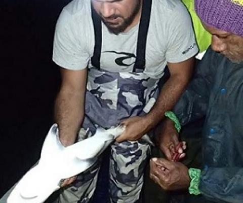 Researcher Andrew Paris with community rep Tomasi Bula through obtaining a fin clip for DNA analysis to explain how to identify the presence/absence of claspers which determine sex for a blacktip shark. Photo: WWF-Pacific / Opeti Vateitei.