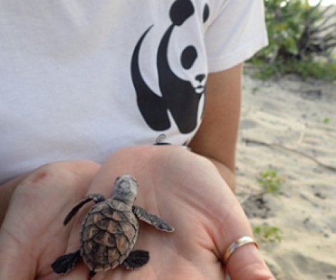WWF officer holding a juvenile hawksbill turtle. source - www.royalcarribeanblog.com