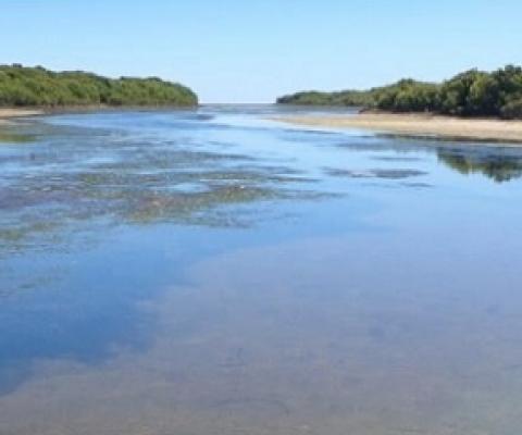 The creek, mangrove and mudflats at Middle Beach, north of Adelaide. Credit: Professor Sabine Dittmann, Flinders University