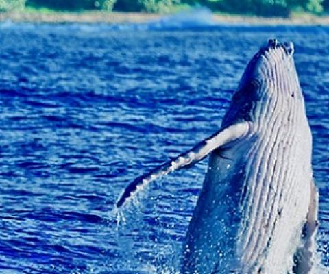 A humpback calf breaching off the coast of Rarotonga. PHOTO: NAN HAUSER