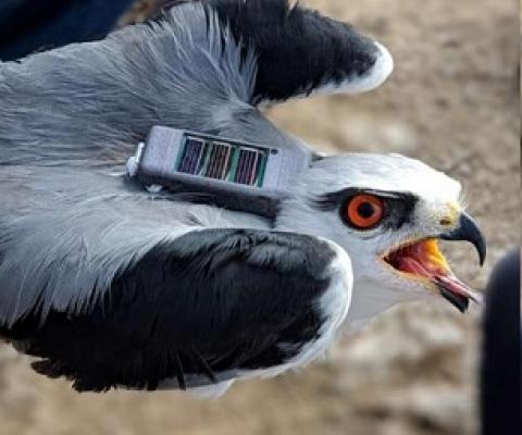 Credit: The Hebrew University of Jerusalem