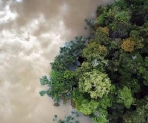 Flooded forest in the Amazon. Photo by Rhett A. Butler for Mongabay