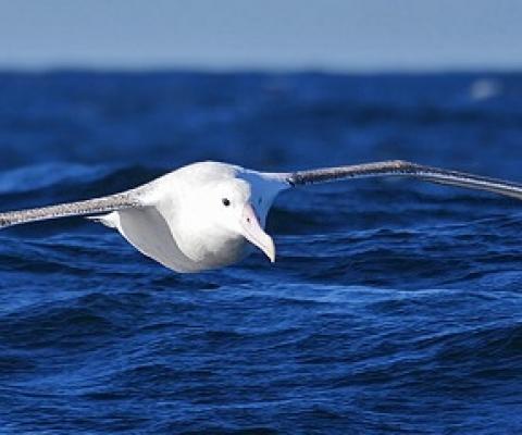 Antipodean albatross. Photo: CC BY-NC 2.0 Nik Borrow / Flickr