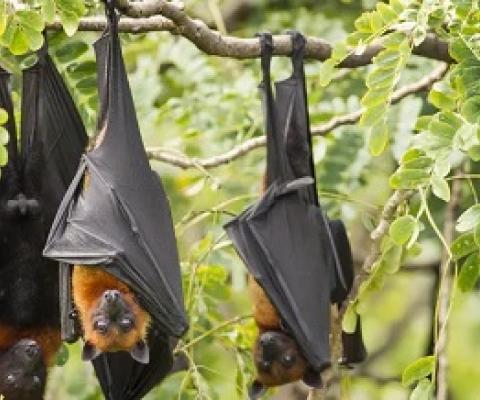 Don’t blame bats for the spread of Hendra virus. Shutterstock