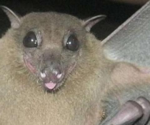 A mother fruit bat with her nursing pup. These fruit bats (Rousettus madagascariensis) from Ankarana in northern Madagascar are from a species that carries a form of coronavirus. The researchers have been studying the population dynamics of this species superimposed on different zoonotic diseases for seven years. Credit: Olivà S. Noroalintseheno Lalarivoniaina