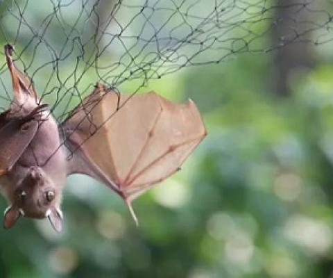 Bats are trapped in nets to be examined for possible viral load at the Franceville International Centre of Medical Research in Gabon. Photograph: Steeve Jordan/AFP via Getty Images