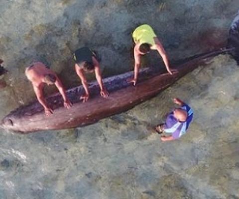 Pukapuka locals examine the rare beaked whale washed up on the reef. KOLEE TINGA 20080512-20080516