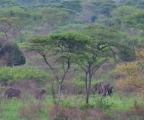 Elephants crossing paths with infrastructure in Uganda. Credit: Dr Laura Sonter
