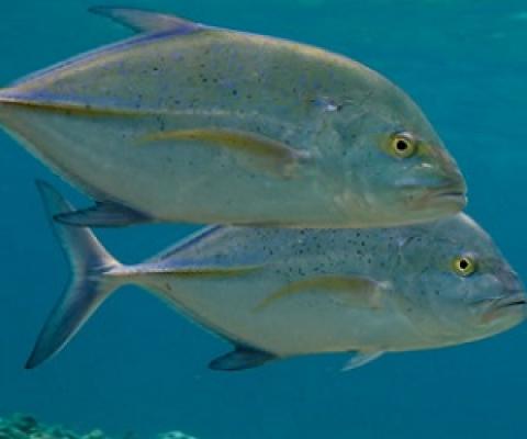 Bluefin trevally are one of 7,000 species within Papahanaumokuakea Marine National Monument. Photo: Courtesy: U.S. Fish and Wildlife Service