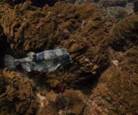 A boxfish swimming above dense mats of diatoms in the high CO2 site along the Shikine volcanic gradient. Credit: Nicolas Floc'h
