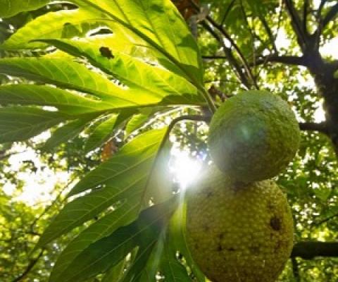 UBC Okanagan researchers say breadfruit is nutritionally sound and has the potential to improve worldwide food security issues. Credit: Jan Vozenilek, Copper Sky Productions, Kelowna