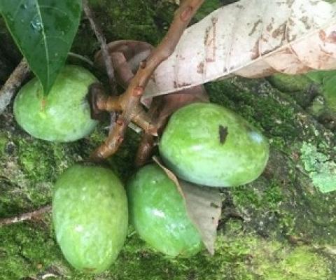 Nangai, a fruit found in Vanuatu used by Indigenous peoples in Vanuatu and the Solomon Islands, is sought by cosmetic companies for its oil. Credit: Daniel Robinson