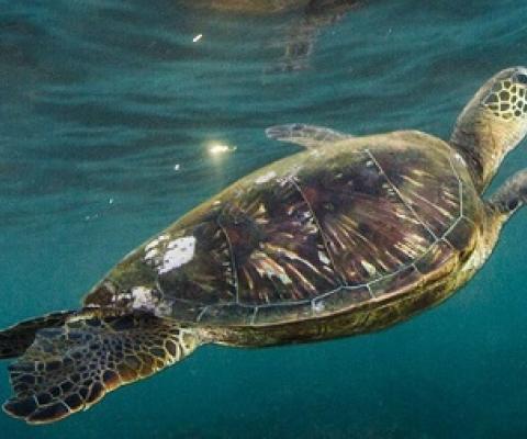 Frequently caught as by-catch, sea turtles are protected in the Papahānaumokuākea Marine National Monument, where commercial fishing is prohibited. Photo by Ralph Pace/Minden Pictures