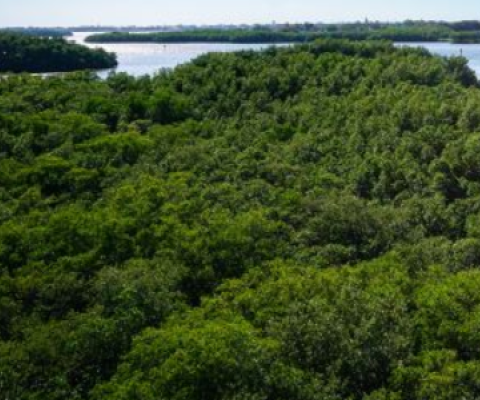 Carbon credit