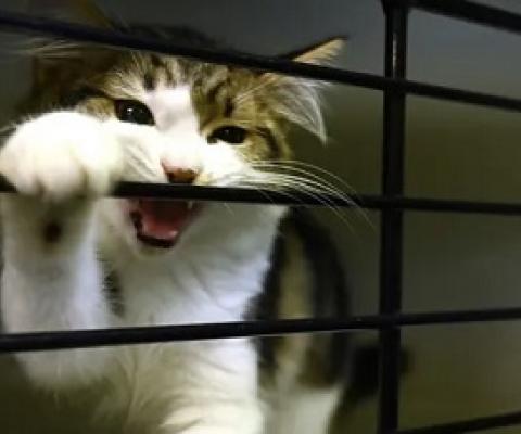 A cat waiting to be adopted in Sydney. Researchers say all Australian cats should be kept indoors to stop them hunting native animals. Photograph: Peter Parks/AFP via Getty Images