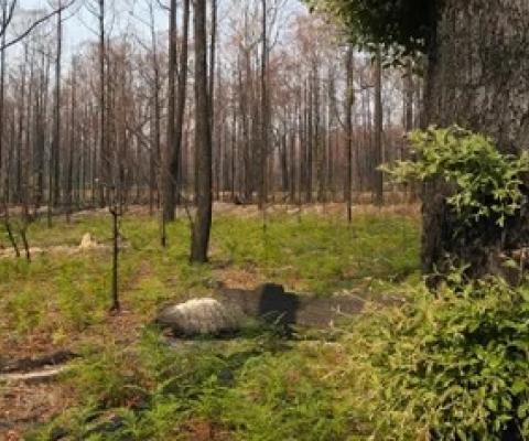  Scientists are asking for help from the public to understand bushfire devastation. “We want birds, insects, green shoots, animal poop, fungus … Even if it’s a tree that has burned to a crisp, that’s still useful,” says Casey Kirchhoff. Photograph: David Crosling/AAP