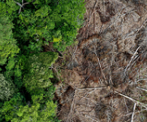 area of cleared rainforest. source - Mongabay