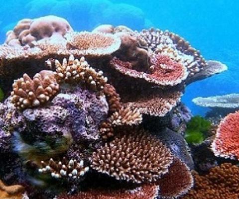 coral reef. Credit - Toby Hudson / CC BY SA 3.0