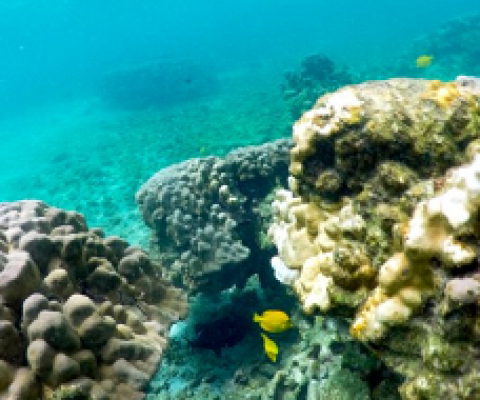bleaching corals, Kahalaú Bay, Kona. Hawaii. credit: AP photo/Caleb Jones