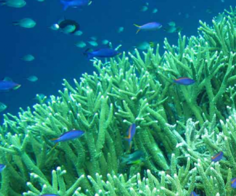 coral reefs and fish
