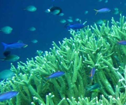 coral reef