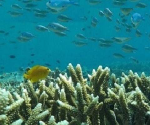 Coral reef. Credit - www.mongabay.com