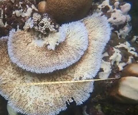 Coral bleaching of inshore reefs in the Solomon Islands. Credit - IANS