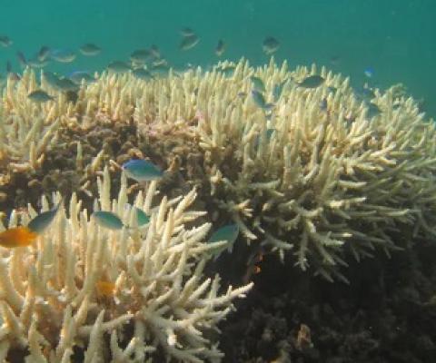 Marine heatwaves are now becoming more frequent and more severe with climate change. Corals are bleaching, as pictured here. Jodie Rummer, Author provided