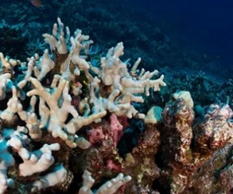 Bleached corals in Hawaii. A new tool funded by the late Microsoft co-founder Paul Allen’s Vulcan Inc detects bleaching events on reefs. Photograph: Greg Asner