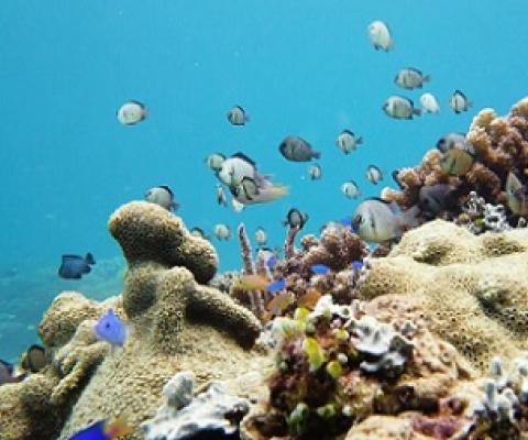 Co-workers: fish and coral enable each other to thrive © Alexpunker/Dreamstime.com