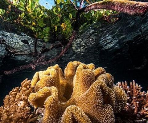 Coral in a mangrove swamp in the Raja Ampat Islands, Indonesia.Credit: Giordano Cipriani/Getty