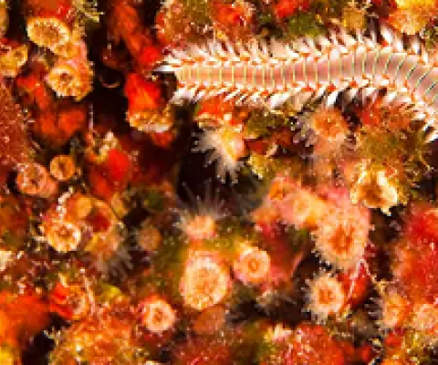 Coral reefs are feeling the effects of climate change Images & Stories / Alamy Stock Photo    