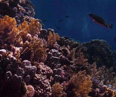 coral reefs. credit - © Nariman Mesharrafa / Unsplash