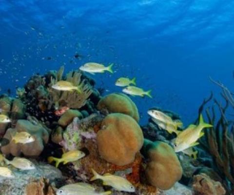 A UBCO researcher is using years of compiled data to determine how virtual reef communities will respond to threats including cyclones and coral bleaching. Credit: Jean-Philippe Maréchal