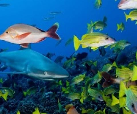 New research finds that local management efforts have the greatest positive effects on coral reefs when human pressures on those ecosystems are low to intermediate. Photo - Stephen Frink