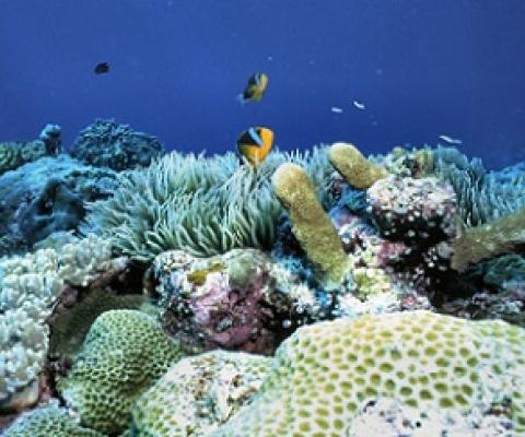 Palau's coral reefs. Credit - www.coralreefs.net