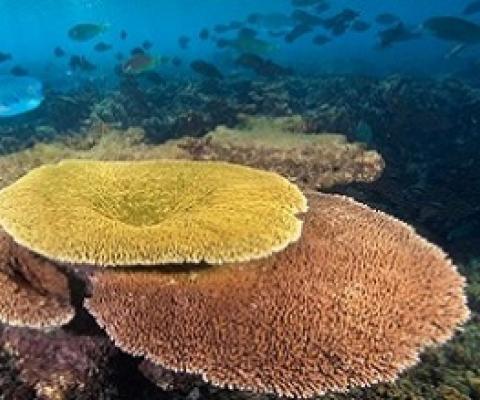 Some coral reefs off the Phoenix Islands in Kiribati seem to be resilient to warming seas.Credit: National Geographic Image Collection/Alamy