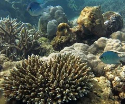About 250 million people are directly dependent on coral reefs for their livelihoods. Photograph: Nick Graham/Lancaster University/PA