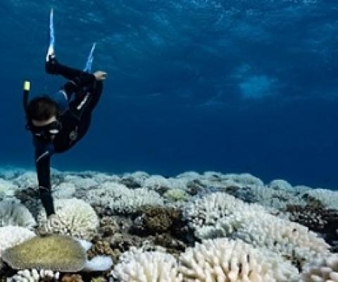 Bleached corals on a reef near the island of Moorea in French Polynesia in the South Pacific.Credit: Alexis Rosenfeld/Getty