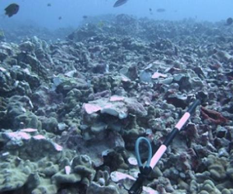 Owners of the yacht will need to fork up $100,000. (Source: DLNR)