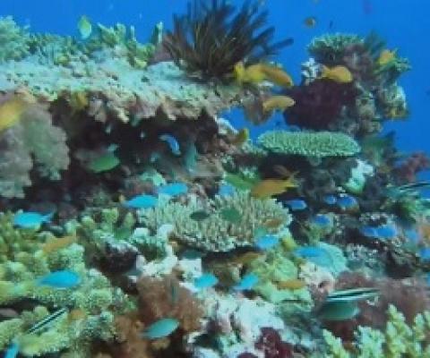 Fiji coral reefs. credit - Fbcnews.com.fj