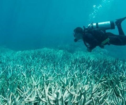 At least two-thirds of the Great Barrier Reef has been bleached under the extreme stress of marine heat waves. Image credit: The Ocean Agency/XL Catlin Seaview Survey.