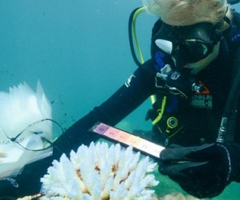 Genome research brings identification of heat-resilient corals a step closer. source - Australian Institute of Marine Science_Eric Matson