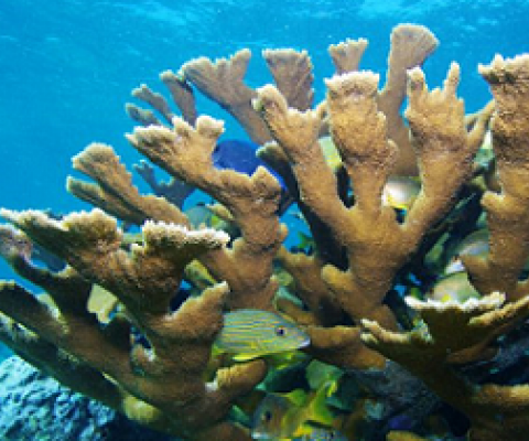 staghorn corals. credit - Doug Rader