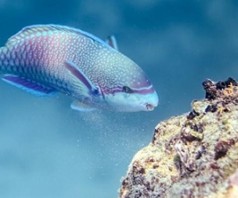 A violet-lined parrotfish scraping the reef substrate. Image by Victor Huertas.