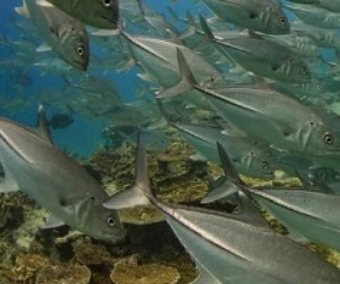 For coral reefs, more is less. credit - COLIN BAKER / GETTY IMAGES